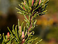 Pinus mugo Monophylla IMG_1861 Sosna kosodrzewina